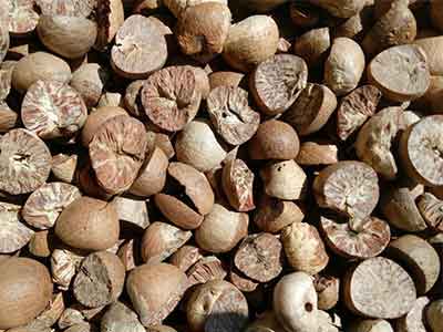 betel nuts import