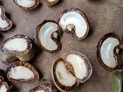 Import Raw Cashew Nuts