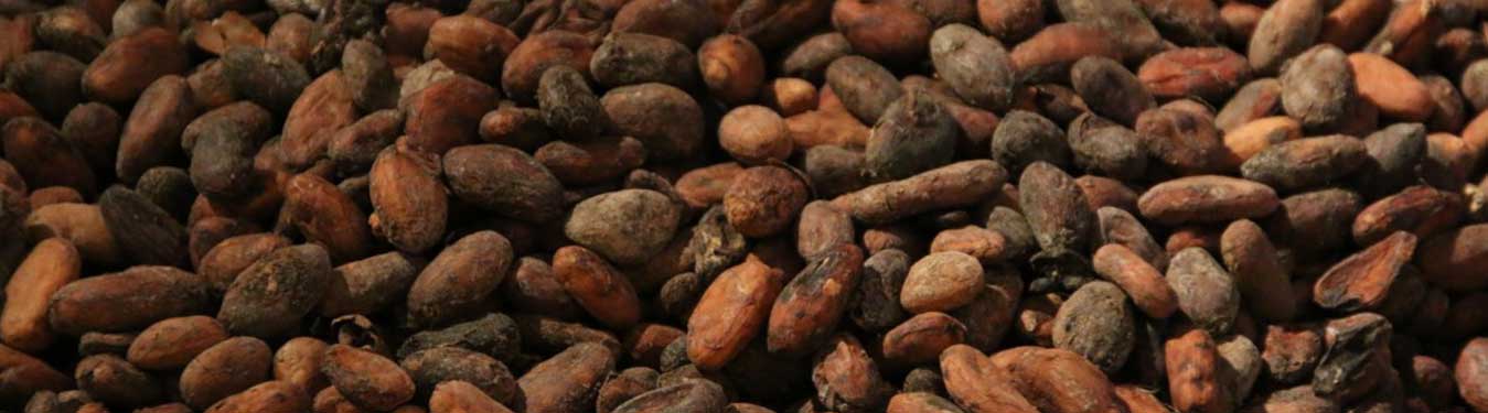 Cocoa Beans