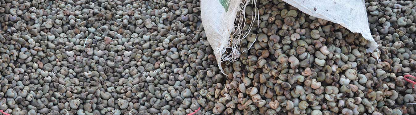 Raw Cashew Nuts