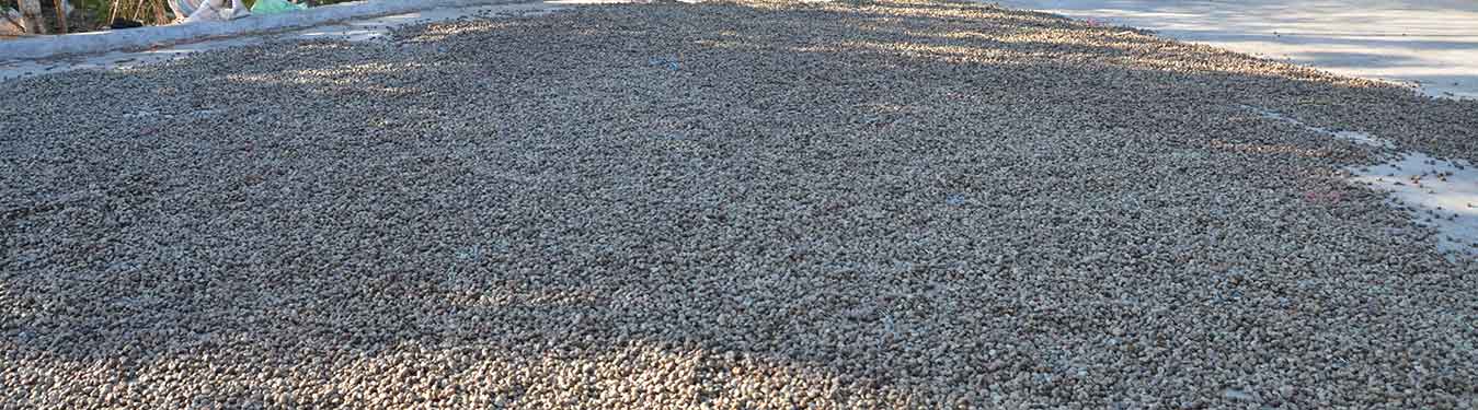 Raw Cashew Nuts Indonesia