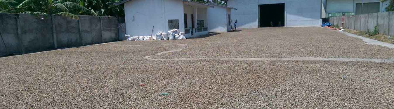 Indonesia import Raw Cashew Nuts