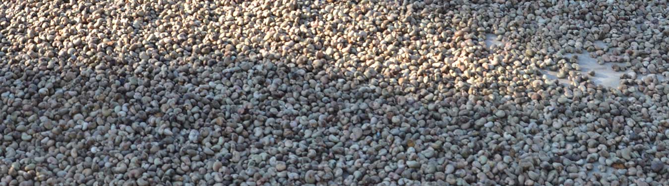 Trading Indonesian Raw Cashew Nuts