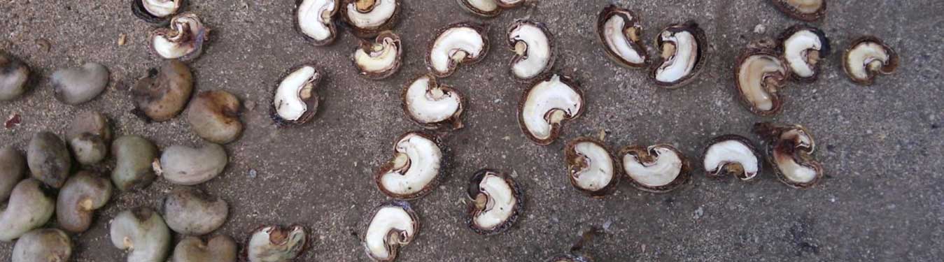 Indonesia Raw Cashew Nuts