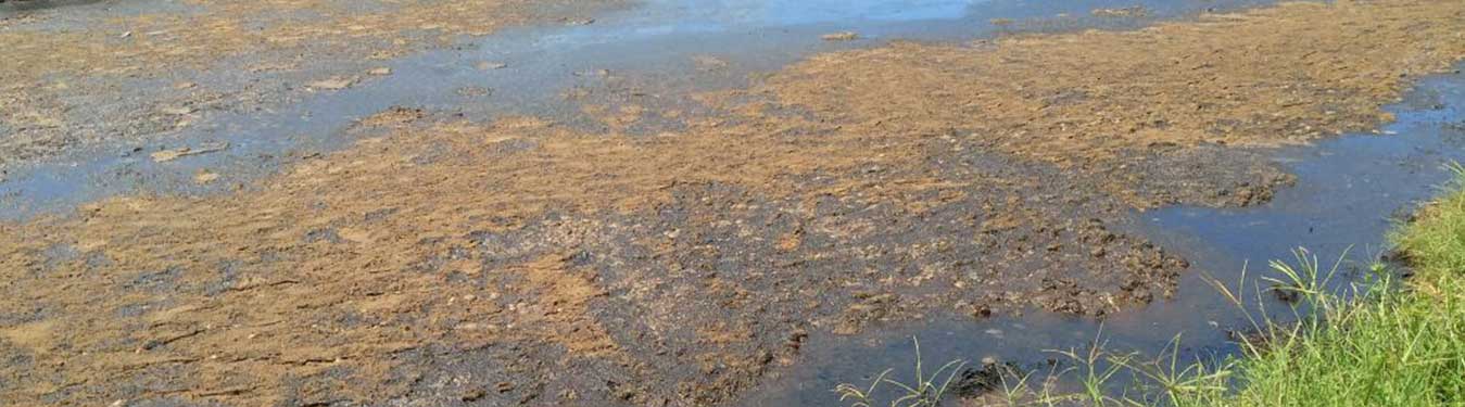 Palm Acid Oil from Indonesia