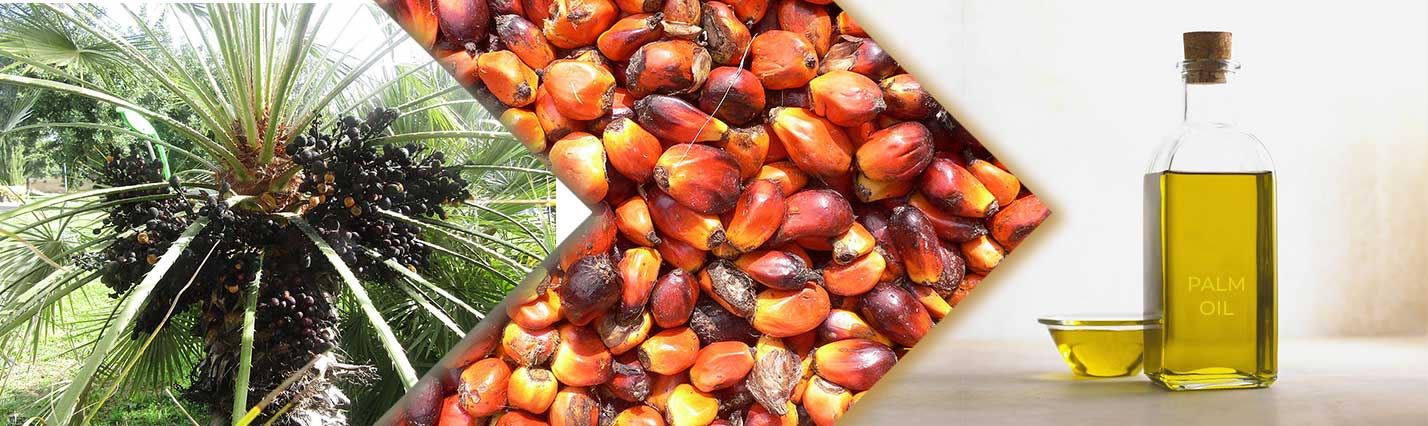 Splash Impex - Agro-commodity & General commodity trading