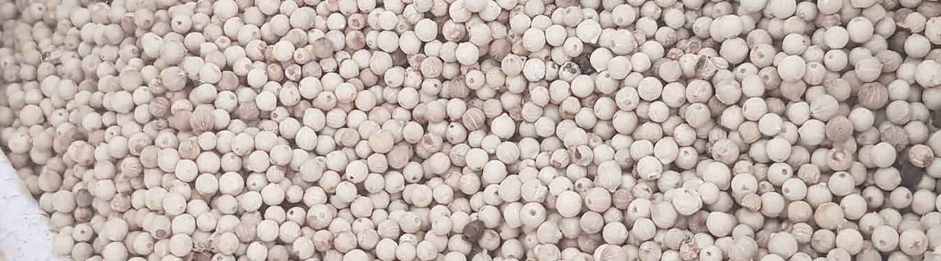 White Pepper Splash Impex Trading
